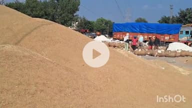 चरखी दादरी: च.दादरी जिले में बाजरा की सरकारी खरीद शुरू नहीं होने से किसान प्राइवेट खरीद में बेचने को मजबूर