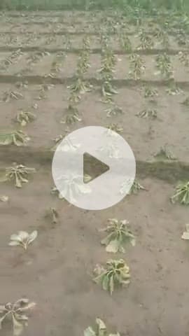 mere chaha ne mere khet me dava dal di meri phasal puri phasal barbad kr di ab hm kya kre kanhai khera kewana ajgain unn