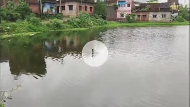 गिरिडीह: बाभनटोली तालाब में असामाजिक तत्वों ने डाला जहर, 50 क्विंटल से अधिक मछलियाँ मरीं