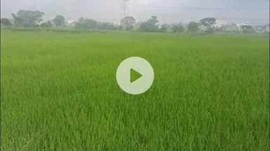 कोडरमा: भारी वर्षा से फसल को हो सकता है नुकसान, कृषि विज्ञान केंद्र ने उचित जल निकासी की दी सलाह