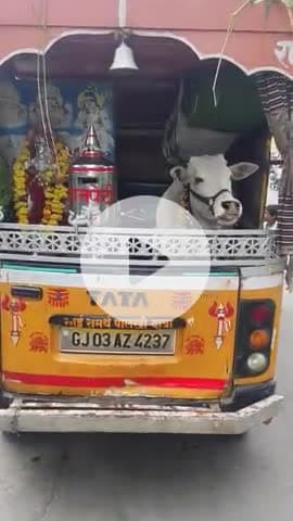 kamai ke liye be juban janvaron per atyachar