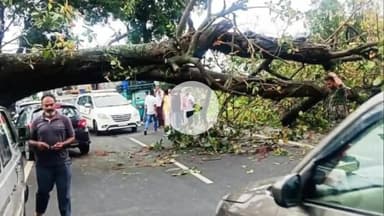 पीरटांड: गिरिडीह-डुमरी मुख्य मार्ग पर हरलाडीह में पेड़ गिरने से यातायात बाधित