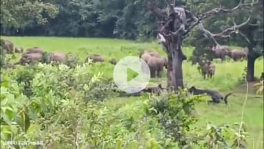 बगोदर: मुंडरो गम्हरिया में हाथियों का उत्पात, किसानों की धान की फसल रौंदी