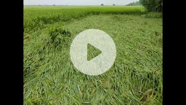 सरमेरा: सरमेरा में बारिश और हवा से धान की फसल खराब, किसान चिंतित