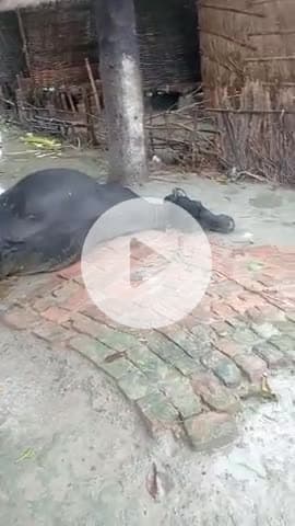 पानापर तुर्की नागौशर राम के तर्क गिरने से भैंस की मौत