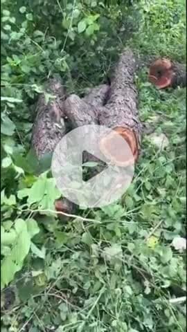 कलेसर रेंज की भूड़कला बीट से तस्करों ने खैर के चार पेड़ काटे