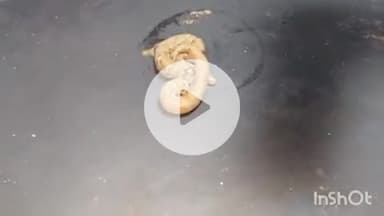 आरा: धोबहा थाना क्षेत्र के अगरसंडा गांव में विषैले सांप के डसने से खेत में काम कर रहे छात्र की हालत बिगड़ी