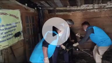 पुरोला: पुरोला में पशुपालकों के मवेशियों में खुरपका-मुंहपका रोग नियंत्रण कार्यक्रम के सातवें चरण का शुभारंभ किया गया