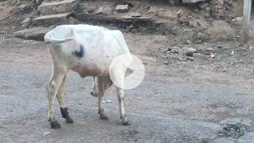 मक्सूदनगढ़: मक्सूदनगढ़ में कई गायों में दिख रहे लंपी बीमारी के लक्षण