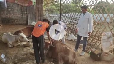 धौलपुर: विश्व पशु दिवस पर पशुपालन विभाग ने पुरानी छावनी स्थित श्री राम गौ धाम में शिविर लगाकर किया उपचार