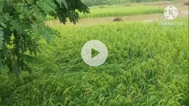 गोरौल: गोरौल प्रखंड के गांवों में तेज आंधी और बारिश से किसानों की फसल बर्बाद