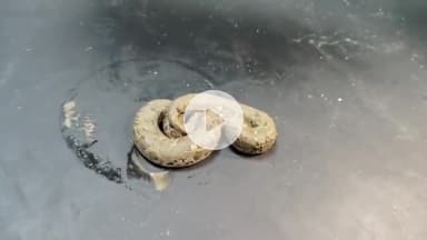 आरा: अगरसनडा गांव में धान के खेत में काम कर रहे युवक को सांप ने काटा, युवक सांप को लेकर पहुंचा सदर अस्पताल