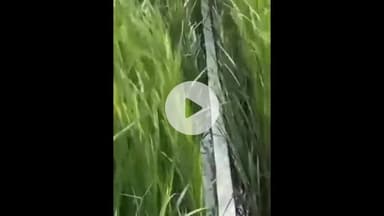 मड़ियाहू: मड़ियाहूं में बिजली विभाग की लापरवाही से गिरा हाईटेंशन तार और विद्युत पोल