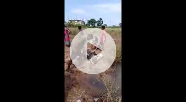 ପଟ୍ଟାମୁଣ୍ଡାଇ: ପଟ୍ଟାମୁଣ୍ଡାଇ ବାଲିପଡା ପୋଲ ପାଖ ରେ ୮ ରୁ ଊର୍ଦ୍ଧ୍ବ ଘୁଷୁରୀ ମୃତ।କାରଣ ଅସ୍ପଷ୍ଟ।