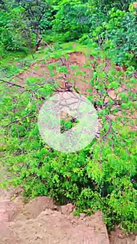 parvatpur gav mee badha tota jisse gribo ka ket ki phasal hoga kharab