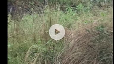 किस्को: गांव में बाघ दिखने की चर्चा से दहशत, वन विभाग ने पुष्टि से किया इनकार, ग्रामीणों में फैली सनसनी