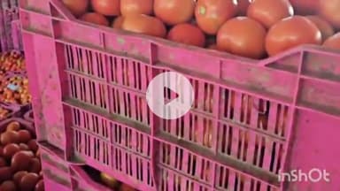 सोलन: सोलन सब्जी मंडी में करसोग से पहुंचा टमाटर ₹650 प्रति क्रेट तक बिका, फ्रास्बीन के किसानों को मिले ₹63 प्रति किलो तक दाम