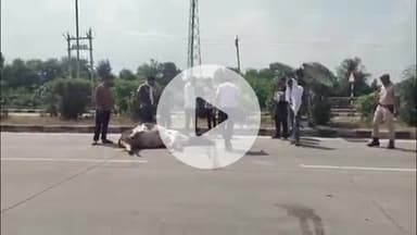 लाडपुरा: कोटा ग्रामीण के एडिशनल एसपी राम कल्याण मीणा की सराहनीय पहल, सड़क पर दुर्घटना में घायल गाय का डॉक्टर बुलाकर करवाया इलाज