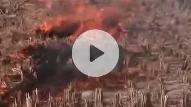 चरखी दादरी: पराली जलाने पर हरियाणा में 22 किसानों को रेड एंट्री, चरखी दादरी जिले में 15 किसानों पर हुई कार्रवाई