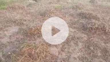 पीपलदा: इटावा क्षेत्र में भारी बारिश से सोयाबीन और उड़द की फसलों में हुआ भारी नुकसान, किसान हुए परेशान