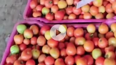 सोलन: सोलन सब्जी मंडी में करसोग का टमाटर किसानों को मिले बेहतरीन दाम