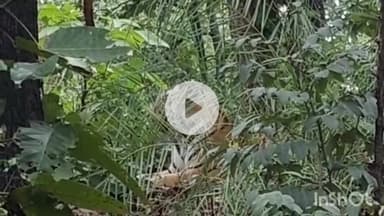 गोपद बनास: सीधी के संजय टाइगर रिजर्व में पहली बार दिखी टी-28 बाघिन