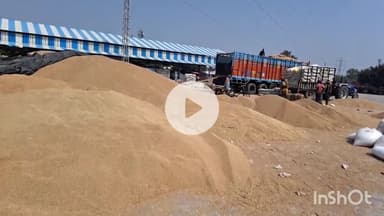 चरखी दादरी: च.दादरी जिले की मंडियों में ₹9.70 करोड़ का बाजरा बारिश से खराब होने के डर से मंडियों में ही पड़ा