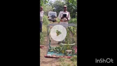 सरदारपुर: सरदारपुर में वन विभाग की कार्रवाई, यात्री बस से गुजरात ले जाए जा रहे 135 जंगली तोते ज़ब्त, 2 संदिग्ध हिरासत में
