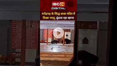 मनेंद्रगढ़ के सिद्धबाबा मंदिर में दिखा भालू... Chhattisgarh News | Manendragarh Bear |  Temple Video