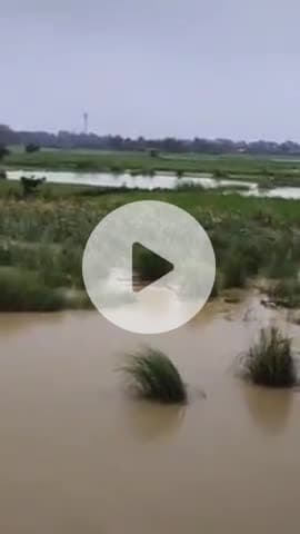 परिहार: परिहार में बारिश और बाढ़ से फसलें बर्बाद, किसान परेशान