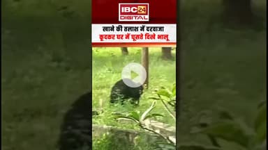 खाने की तलाश में दरवाजा कूदकर घर घूसते दिखे भालू | Manendragarh Bear | Bear Jumps Door | CG News