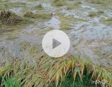 छुरा: बारिश बनी किसानों के लिए आफत, पकी फसल पर मंडराया संकट, मेहनत पर पानी फिरने का खतरा