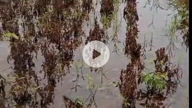 खंडवा नगर: खंडवा: किसानों पर आर्थिक तबाही का खतरा, फसलें बर्बाद, अन्नदाता संकट में, सरकार मौन!