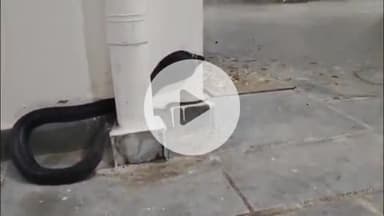 लाडपुरा: न्याय विहार कॉलोनी में मजिस्ट्रेट के घर में घुसा 5 फीट लंबा कोबरा, मचा हड़कंप, सांप स्नेक कैचर ने किया रेस्क्यू