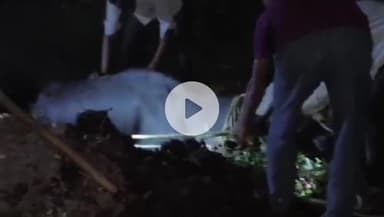 जैसीनगर: ग्राम बरोदा सागर में भैंस गहरे गड्ढे में फंसी, ग्रामीणों ने चलाया बचाव अभियान