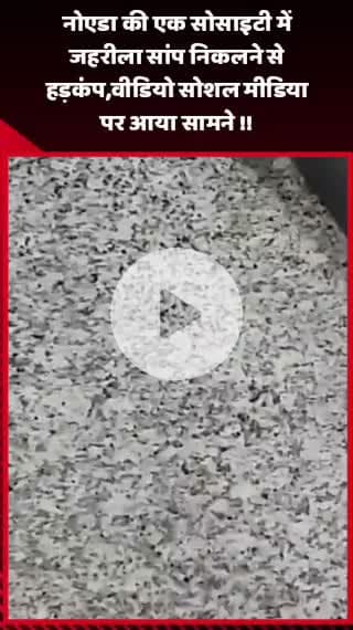गौतम बुद्ध नगर: नोएडा की एक सोसाइटी में जहरीला सांप निकलने से हड़कंप, वीडियो सोशल मीडिया पर आया सामने
