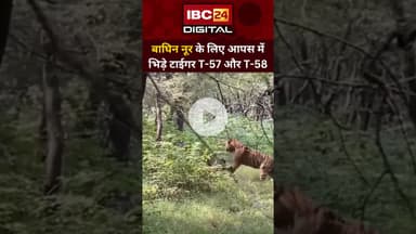 बाघिन नूर के लिए आपस में भिड़े Tiger T-57 और T-58, Ranthambore का Video Viral