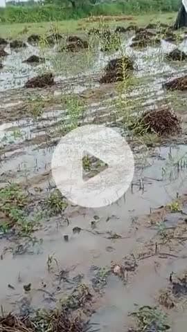नागौर जिले के ग्राम गोठ में सुबह 3:00 बजे भारी बारिश के कारण किसानों की फैसले बर्बाद हो गए
🌄🌄🌄🌄🌄
😭😭😭😭😭😭😭