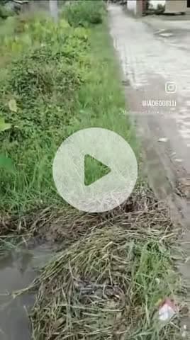 हमारे गाँव (खेसिया सद्दीक मियां का टोला) की नालियाँ पूरी तरह से खराब हो चुकी हैं। नालियों की सफाई लंबे समय से नहीं हुई ह