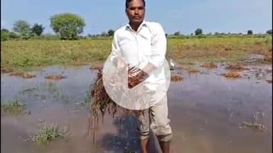 लाडपुरा: कोटा जिले में 2 दिन से हो रही बारिश ने किसानों के अरमानों पर पानी फेरा, सोयाबीन व उड़द की फसलें चौपट