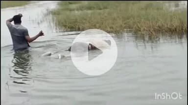 యాలాల్: యాలల మండలం శివసాగర్ ప్రాజెక్టులో నీట మునిగి పకీరపఅనే యువకుడు మృతి