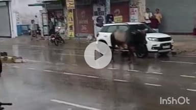 चरखी दादरी: झोझू कलां में आवारा पशुओं से दुकानदार परेशान, सड़क पर लड़ते सांडों का वीडियो आया सामने