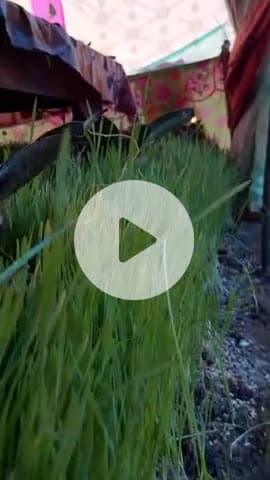 ग्राम पंचायत आमगांव के धरती पर मैया जी का विसर्जन पुष्पराजगढ़ जिला अनूपपुर