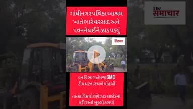 ગાંધીનગર સેકટર 11ખાતે ભારે વરસાદને ઝાડ પડ્યું, ટ્રાફિક જામના દ્રશ્યો સર્જાયા#shortvideo #viralvideo