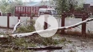 दादासिबा: औद्योगिक क्षेत्र संसारपुर टेरेस में तूफान के कारण एक फार्मा कंपनी पर गिरा सफेदे का पेड़, कंपनी को हुआ लाखों का नुकसान