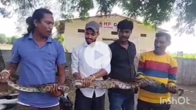 धरमपुरी: हतनावर फाटे के पास खेत में फंसे अजगर को सर्प मित्रों की टीम ने बचाया, जंगल में सुरक्षित छोड़ा