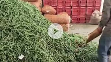 सोलन: सोलन सब्जी मंडी में किसानों को मिले फ्रांस बिन के बेहतरीन दाम