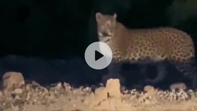 महू चोरल रेंज में दिखा तेंदुआ, राहगीर ने मोबाइल में कैद किया, वीडियो वायरल