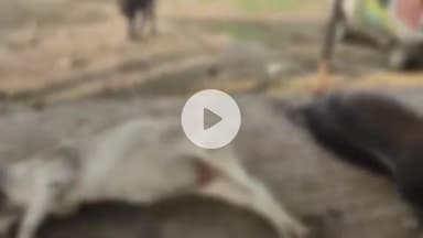 झांसी: सब्ज़ी मंडी के पास बने पशु अस्पताल में गायों की बदहाली, इलाज के अभाव में तड़प रहीं गाय