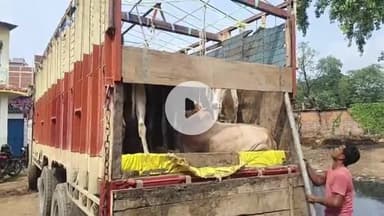 बक्सर: यूपी-बिहार सीमा पर 24 गोवंश से भरा ट्रक जब्त, पुलिस को देख चालक व तस्कर फरार